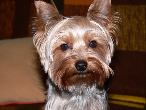 ZTRATILA SE FENKA JORK��RA  ODM�NA 15 000,-