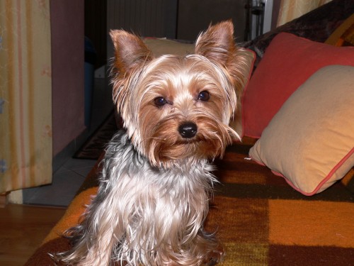 ZTRATILA SE FENKA JORK��RA  ODM�NA 15 000,-