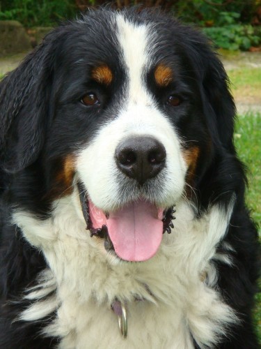 st�le hled�m Bernsk�ho sala�n�ka!!