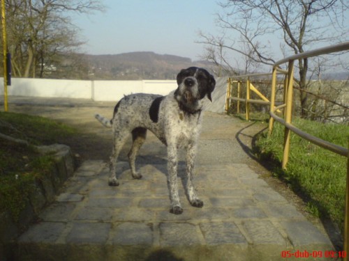 St�le hled�me (Brno a okol�)