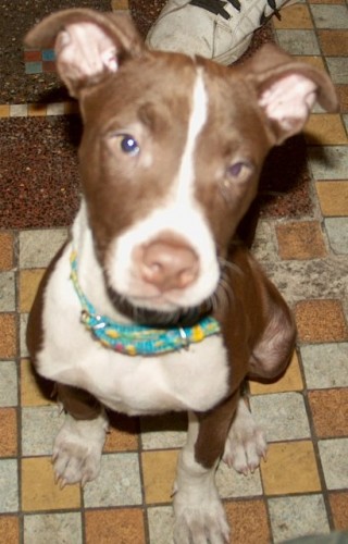 Ukradli mi mil��ka Pitbullku