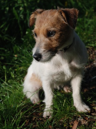 ZTRACEN� PES - Jack Russel Terier - V�enory (Praha - z�pad)