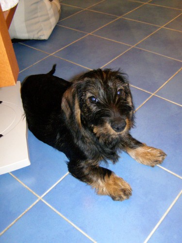 Pes trpasli�� drsnosrst� jezev��k