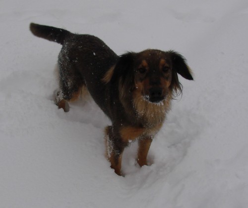 Ztratila se fena B�ra