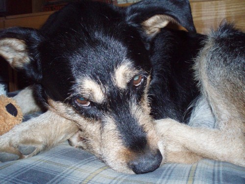 k��en� terier - Praha dejvice