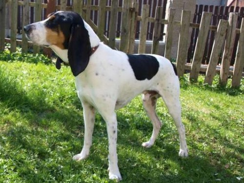 Ztratil se Bernsk� honi�