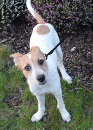 Hled� se k��enec Jacka Russela