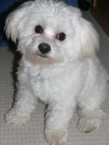 POMOZTE - ztratil se b�l� MALT�Z��EK