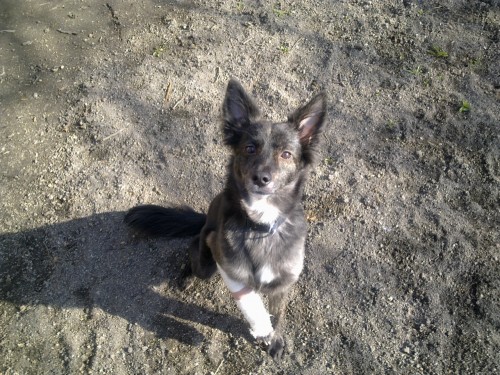 Ztratila se fenka k��ence