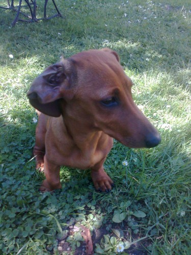 trpasli�� jezev�ice