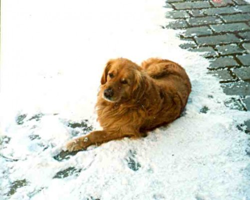 pes Brit - P�elou�