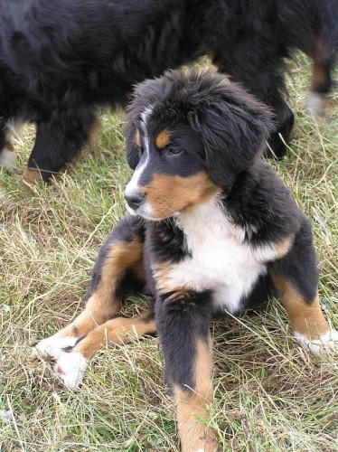 Ztratila se 3 m�s��n� fene�ka