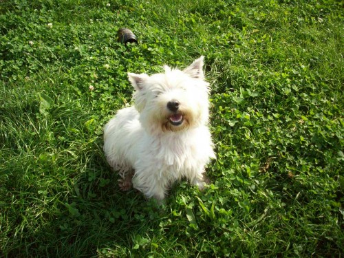 Hledaj� se 2 fenky West�ka