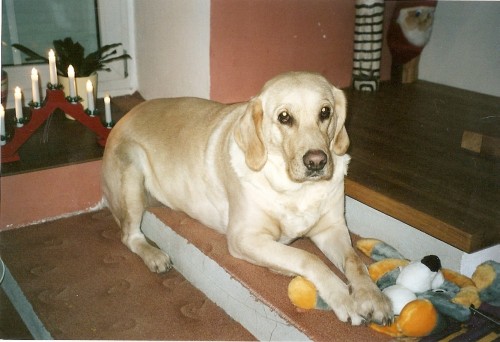 Ztratila se fenka - k��enec zlat�ho retr�vra a labradora - u Hlavence