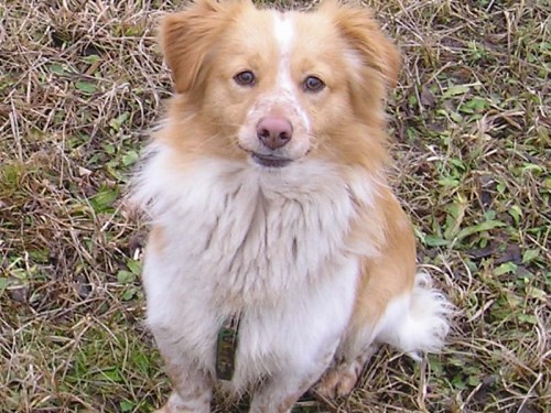 Ztratil se k��enec jezev��ka