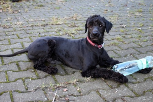 Hled� se �ern� portugal�k