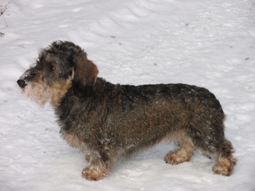 Ztracen� jezev��k