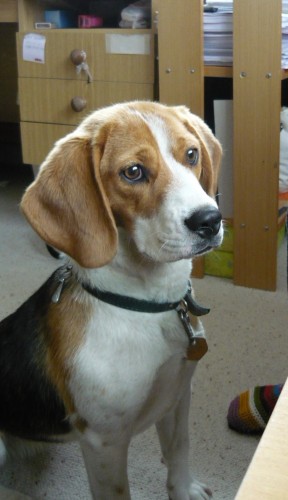 Ztracen� fenka b�gla