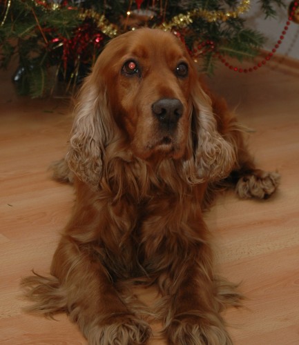 Ztratil se zlat� kokr�pan�l