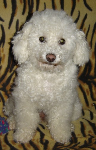 Ztracen� Bi�onek