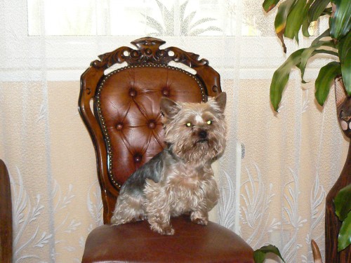 Pros�m pomozte naj�t na�eho psa