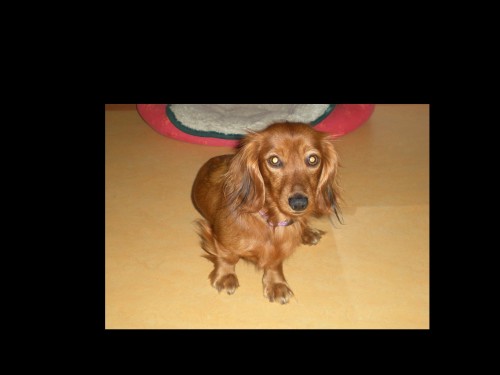 Hled� se fenka jezev��ka!!!