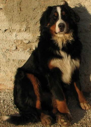 Ztratila se fena - bernsk� sala�nick� pes