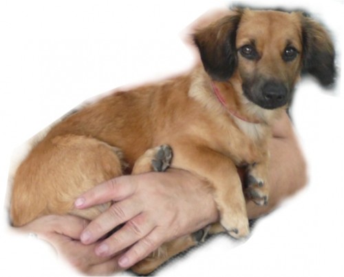 U Ti�nova ztracen� jezev�ice-odm�na!!!