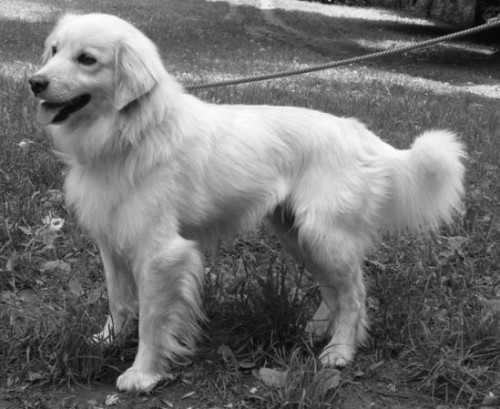 Ztratil se pes v okol� Brna, finan�n� odm�na