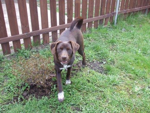 st�le hled�me hn�d�ho k��ence - Ti�ice - ODM�NA!!!