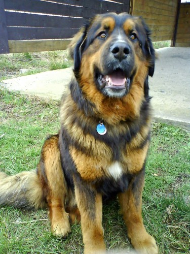 ZTRATIL SE N�M PES 