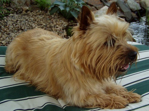 Ztratil se n�m pes