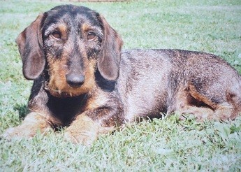 Hled� se fenka - okol� Blanska