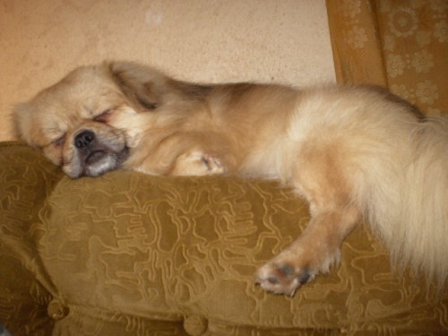 Tibetsk� �pan�l - tet. ��slo 694