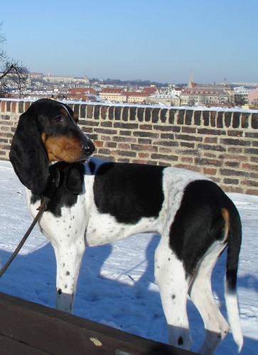 ST�LE HLED�ME B�RU