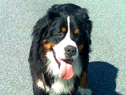 Bernsk� sala�nick� pes - HORN� PLAN�