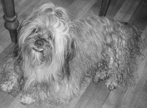 st�le hled�me ps�ho d�de�ka