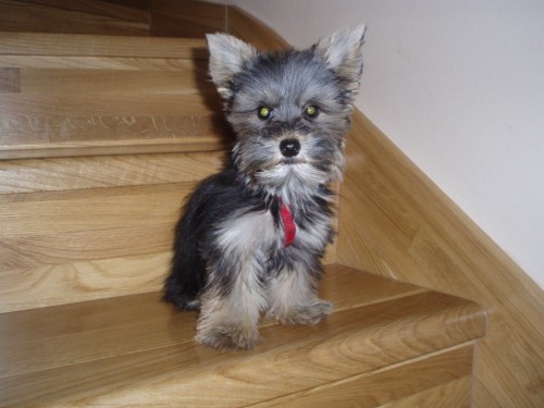 Jork�irsk� terier Opava-Kyle�ovice