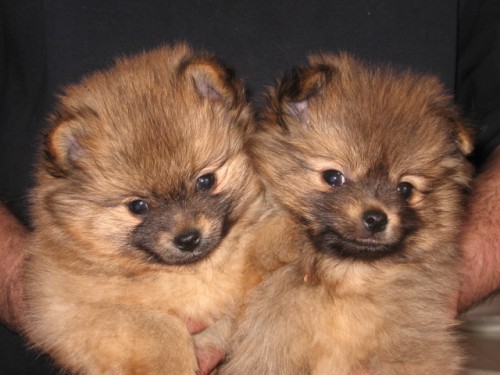 N�meck� trpasli�� �pic/pomeranian