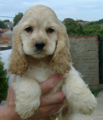 Americk� kokr�pan�l -