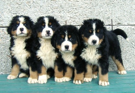 Bernsk� sala�nick� pes -