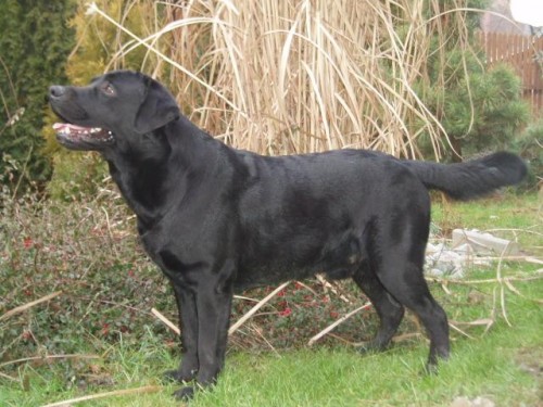 NAB�DKA KRYT�-LABRADORSK� RETRIEVER s PP