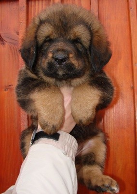 Tibetsk� doga - �t���tka