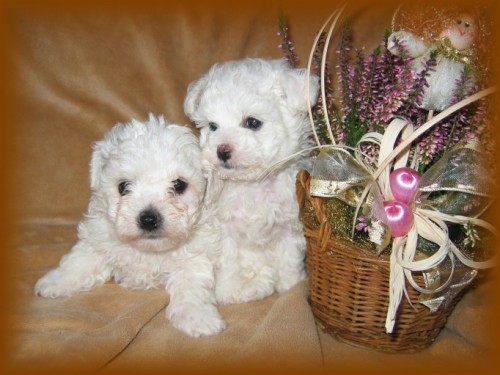 Bolo�sk� ps�k - �t���tka