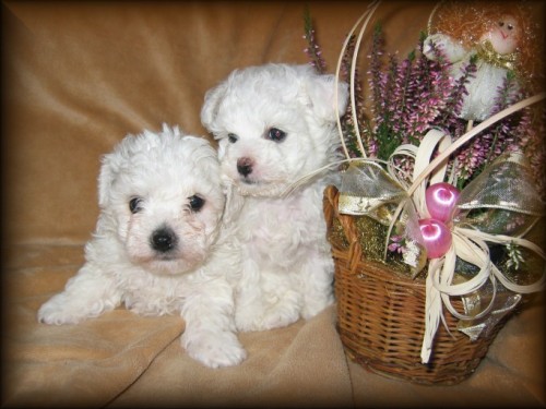 Bolo�sk� ps�k - �t���tka