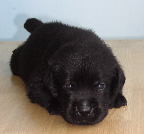 Labradorsk� retriever - �t���tka s PP