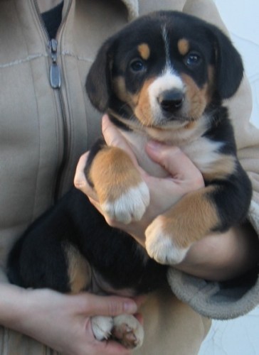 Entlebu�sk� sala�n�cky pes