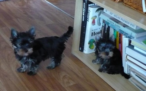 Jork��rsk� teri�r - �t���tka