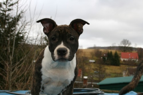 AMERICK� STAFORD�IRSK� TERI�R