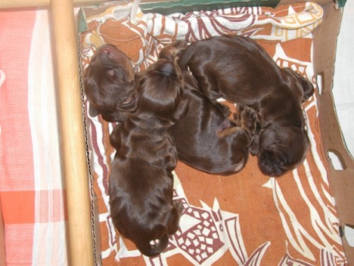 anglick� kokr�pan�l